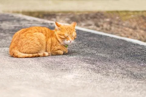 Cat lying on the asphalt Stock Photos