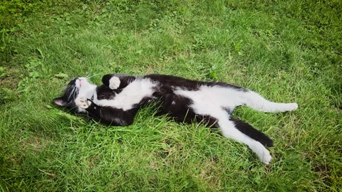 Cat lying on back like human, looking at sky, concept of relaxing and weekend Stock Footage 323604359