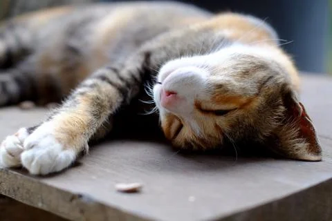 Cat lying on back Stock Photos
