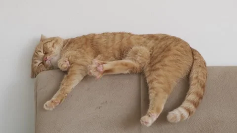 The cat is lying on the back of the sofa Stock Footage 266984476