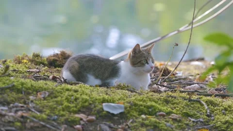 A Cat Lying On A  Bank Stock Footage 98733885