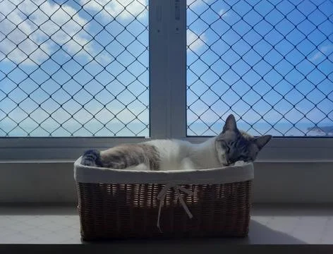 Cat lying in the basket Stock Photos