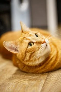 Cat is lying on a beautiful on dark background. Place for text. Cat rests o.. Stock Photos