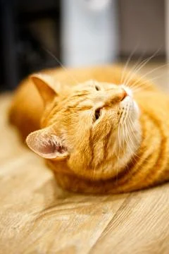 Cat is lying on a beautiful on dark background. Place for text. Cat rests o.. Stock Photos