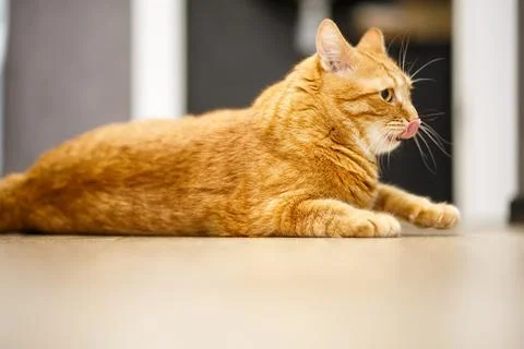 Cat is lying on a beautiful on dark background. Place for text. Cat rests o.. Stock Photos