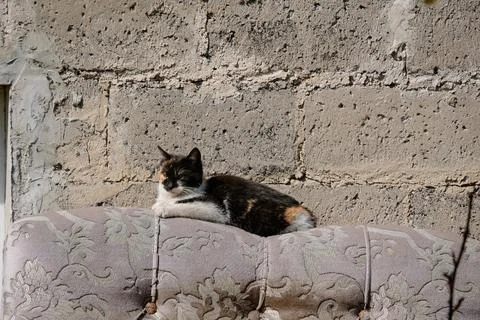 The cat is lying on the bed, against the background of the old brick wall f.. Stock Photos