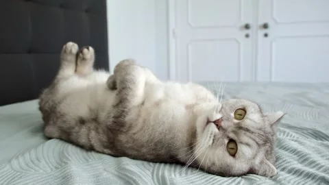 Cat lying on a bed and rolling around in a cozy indoor room during the aftern Stock-Footage 336670559