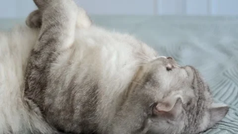 Cat lying on a bed and rolling around in a cozy indoor room during the aftern Stock-Footage 336670565