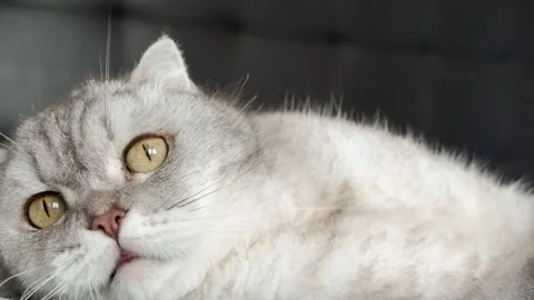Cat lying on a bed and rolling around in a cozy indoor room during the aftern Stock-Footage 336670568