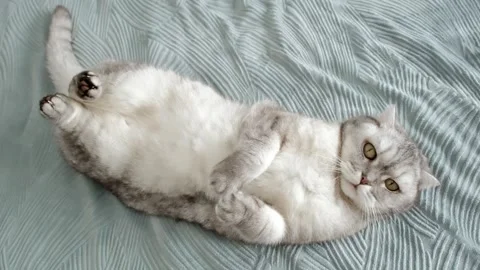 Cat lying on a bed and rolling around in a cozy indoor room during the aftern Stockbeeldmateriaal 336670591