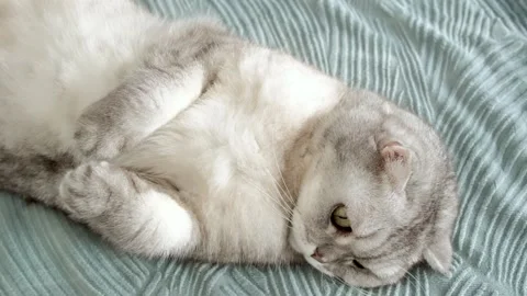 Cat lying on a bed and rolling around in a cozy indoor room during the aftern Stock-Footage 336670592