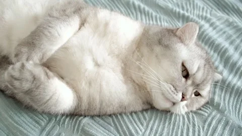 Cat lying on a bed and rolling around in a cozy indoor room during the aftern Stock-Footage 336670594