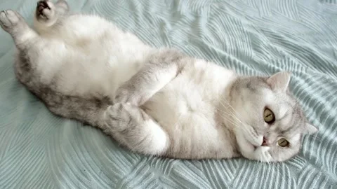 Cat lying on a bed and rolling around in a cozy indoor room during the aftern Stock-Footage 336670605