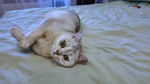 The cat is lying on the bed and stretching. Stock Footage 337775939