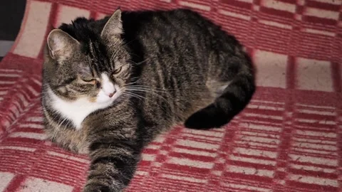 The cat is lying on the bed and turns its head and stretches its leg. Stock Footage 228400382
