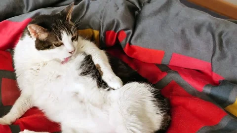 A cat lying on the bed in a bedroom Stock-Footage 257017561