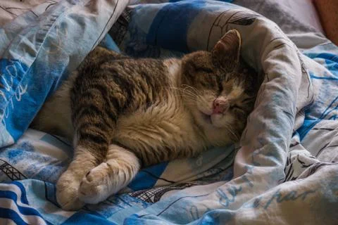 The cat is lying in bed covered with a blanket. Stock Photos