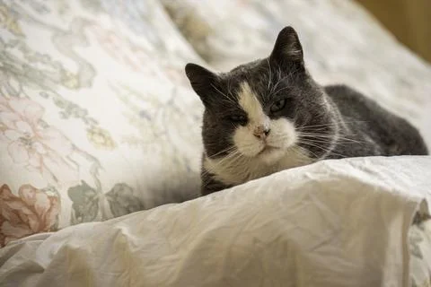 Cat lying on a bed with floral pattern sheets 스톡 사진