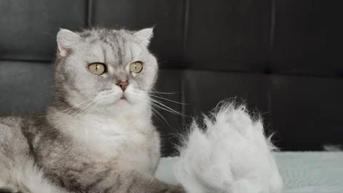 Cat lying on bed with fluff in its paw, relaxed moment captured indoors durin Stock-Footage 336670688