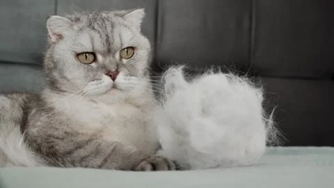 Cat lying on bed with fluff in its paw, relaxed moment captured indoors durin Stockbeeldmateriaal 336670689