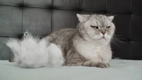 Cat lying on bed with fluff in its paw, relaxed moment captured indoors durin Stock-Footage 336670706