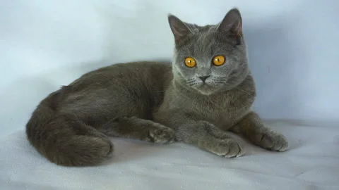 Cat is lying on the bed. Stock Footage 103371643