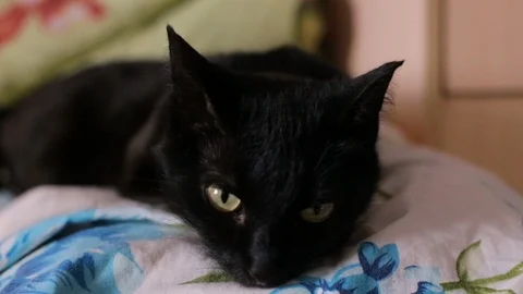  the cat is lying on the bed Stock Footage 106365791