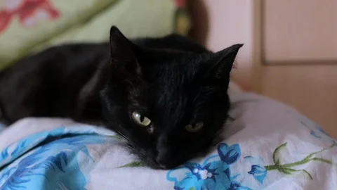  the cat is lying on the bed Stock Footage 106365812