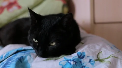  the cat is lying on the bed Stock Footage 106365818