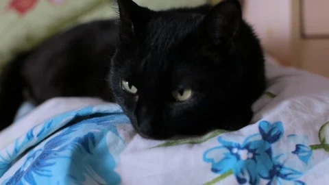  the cat is lying on the bed Stock Footage 106365846