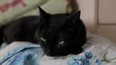  the cat is lying on the bed Stock Footage 106365853