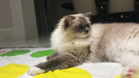 A cat lying on a bed Stock Footage 155393135