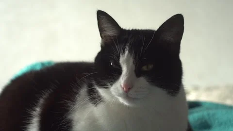 Cat lying on the bed Stock Footage 318733083