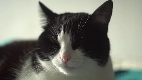 Cat lying on the bed Stock Footage 318733085