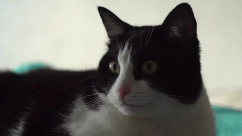 Cat lying on the bed Stock Footage 318733089