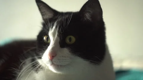 Cat lying on the bed Stock Footage 318733094