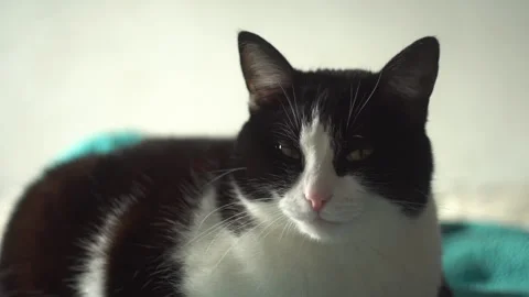 Cat lying on the bed Stock Footage 318733110