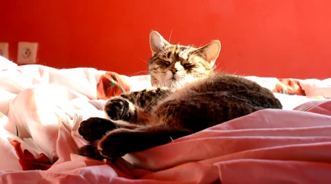 Cat lying in bed at home Video stock 36539601
