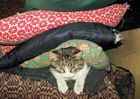 A cat lying on the bed over which there are pillows Stock Photos