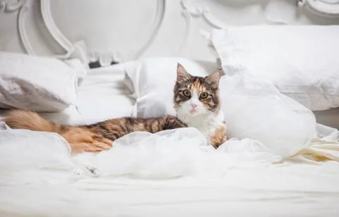 Cat lying on a bed Stock Photos
