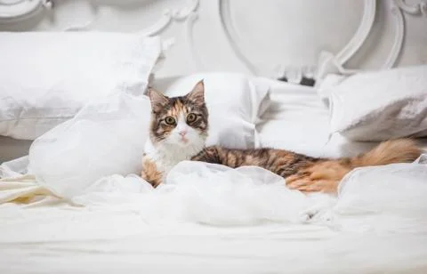 Cat lying on a bed Foto stock
