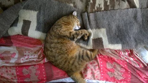 Cat lying on bed Stock Photos