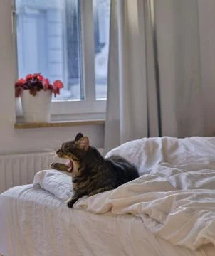 Cat lying on the bed Stock Photos