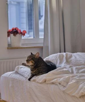 Cat lying on the bed Stock Photos