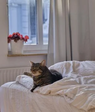 Cat lying on the bed Stock Photos