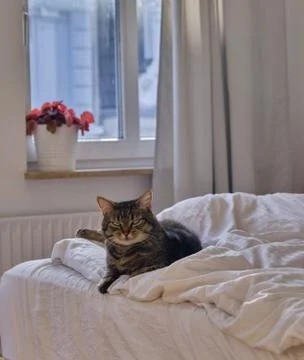 Cat lying on the bed Stock Photos