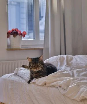 Cat lying on the bed Stock Photos