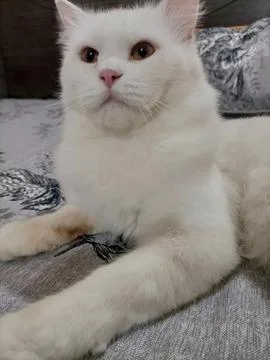 A cat lying on a bed Stock Photos