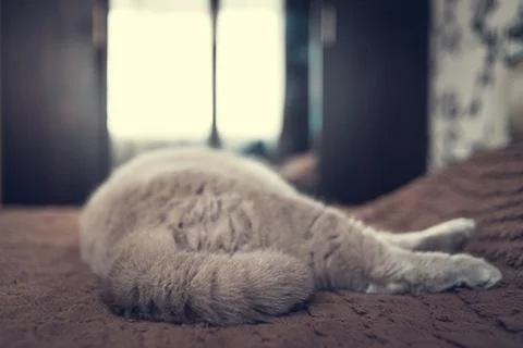 The cat is lying on the bed in the room Stock Photos