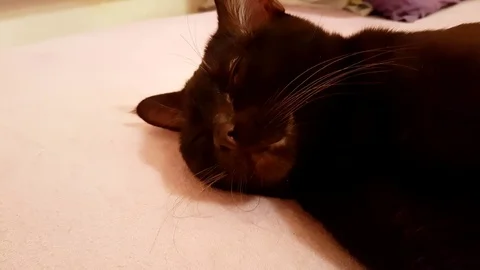 Cat lying on the bed slow-motion, Burmese Stock Footage 89764873
